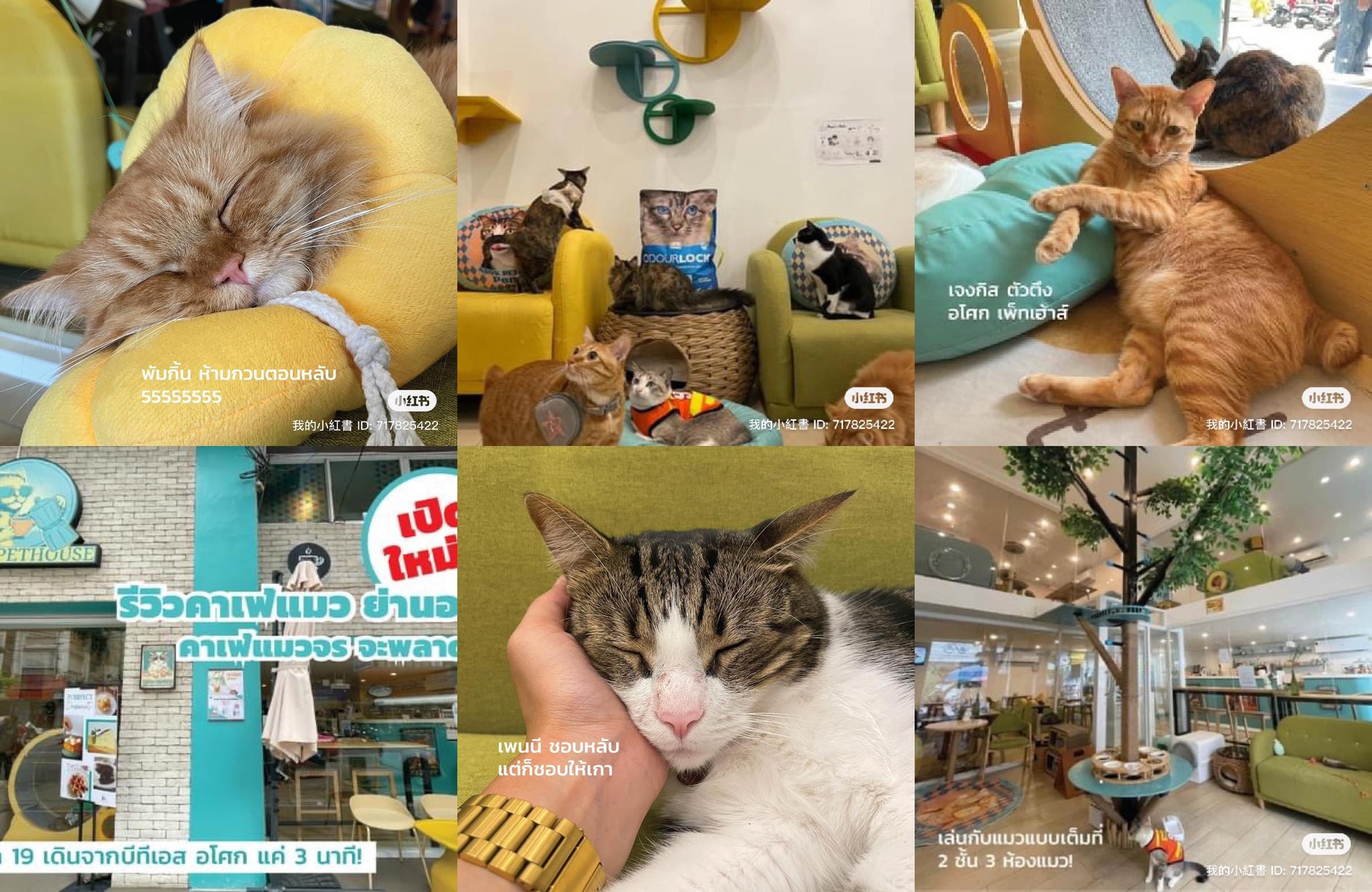 ASOK PETHOUSE CAT CAFE